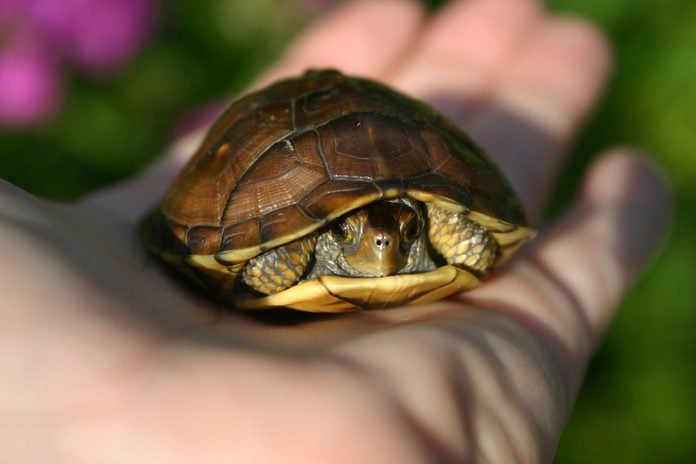 Turtle in the palm of my hand