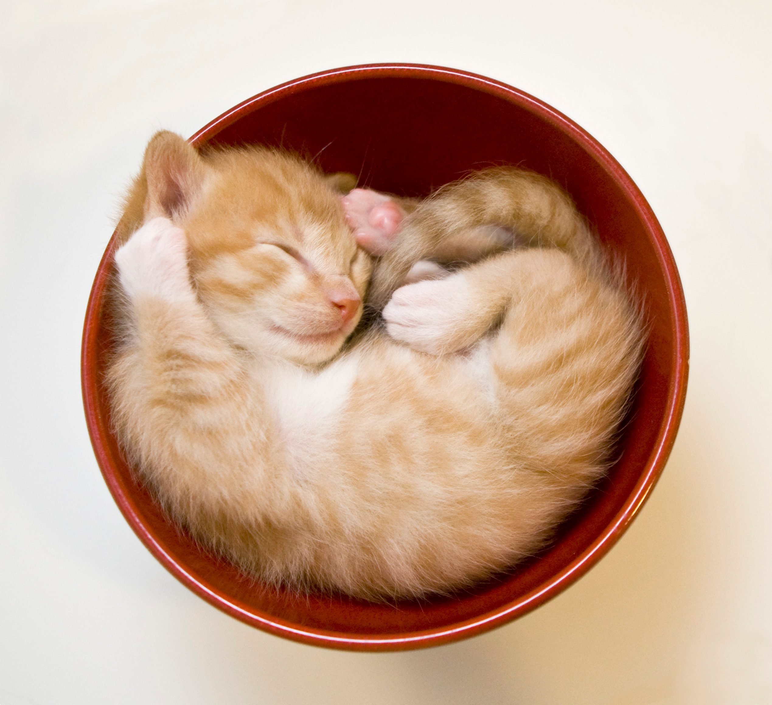 Sleeping kittens in bowl