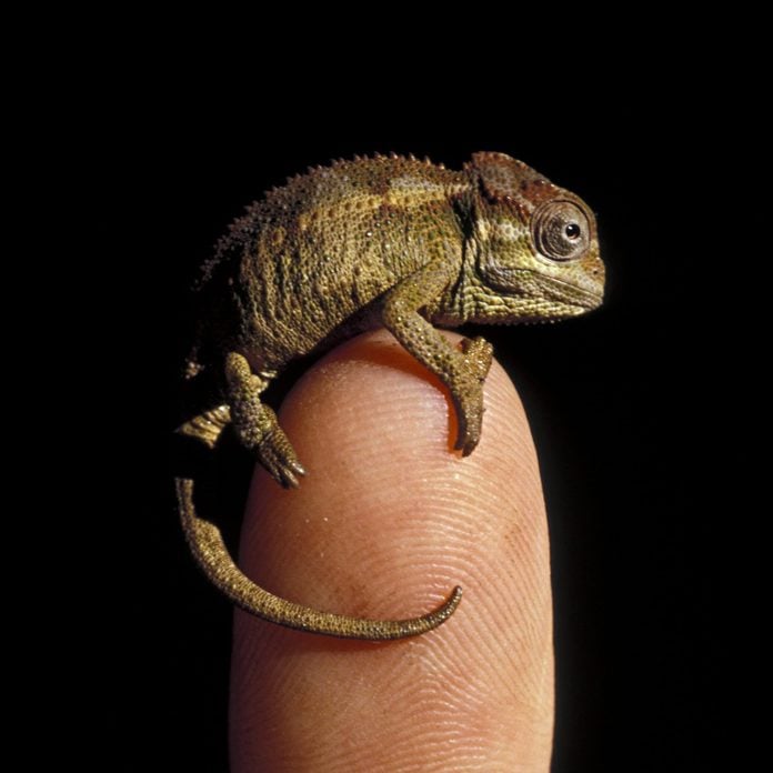 Baby Chameleon on human finger. Chameleo sp. Kenya