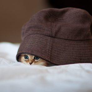 Kitten under brown hat
