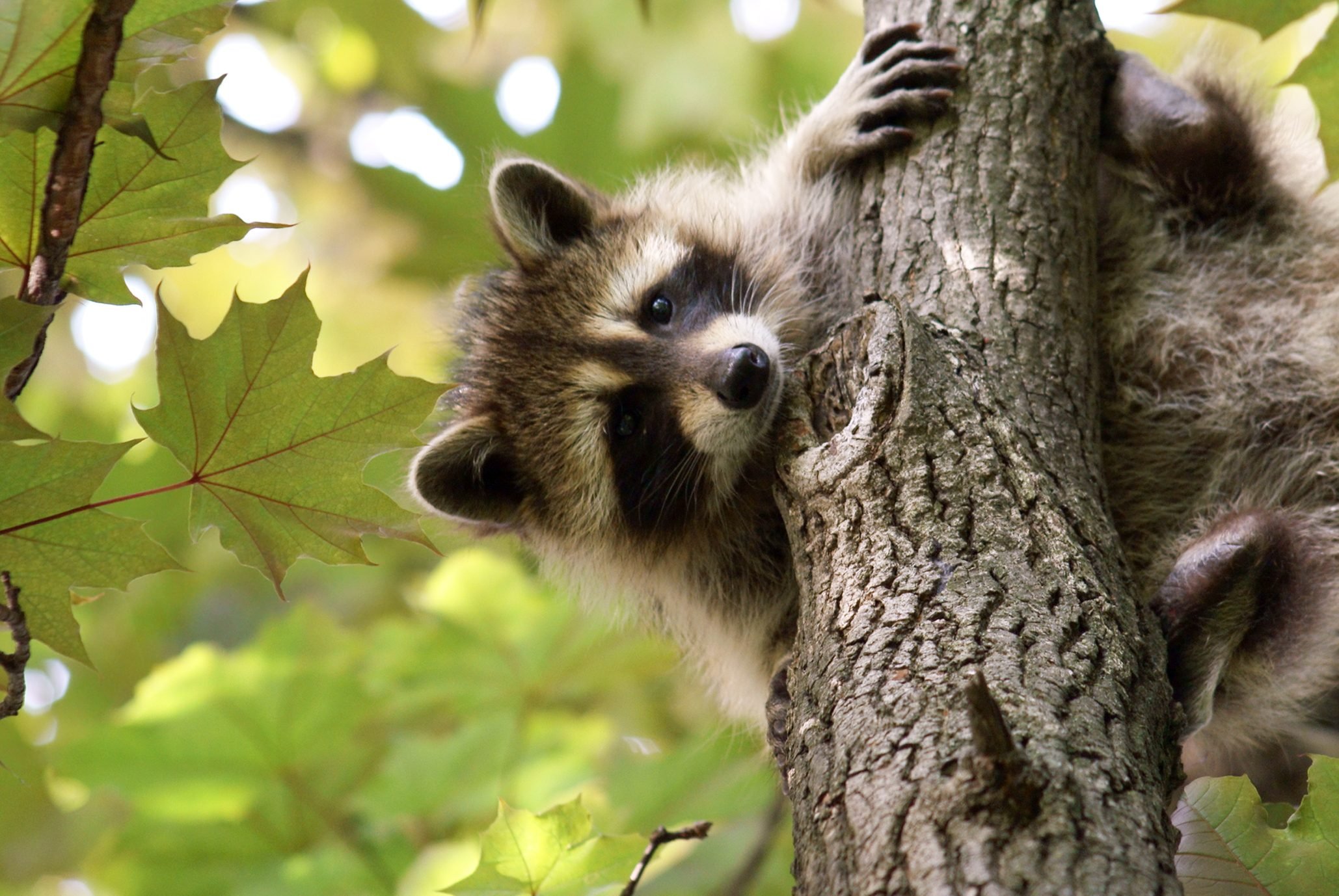 Baby raccoon holding on a tree with green leaves