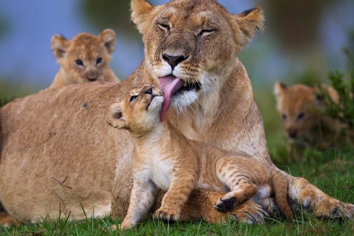 Lioness resting with her playful cubs
