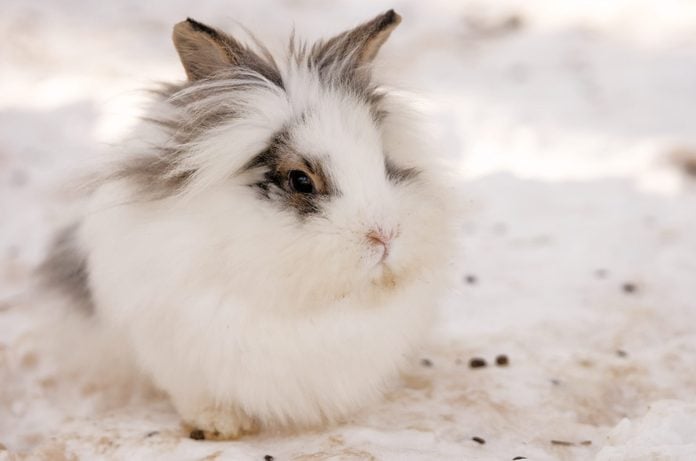 white rabbit in the snow
