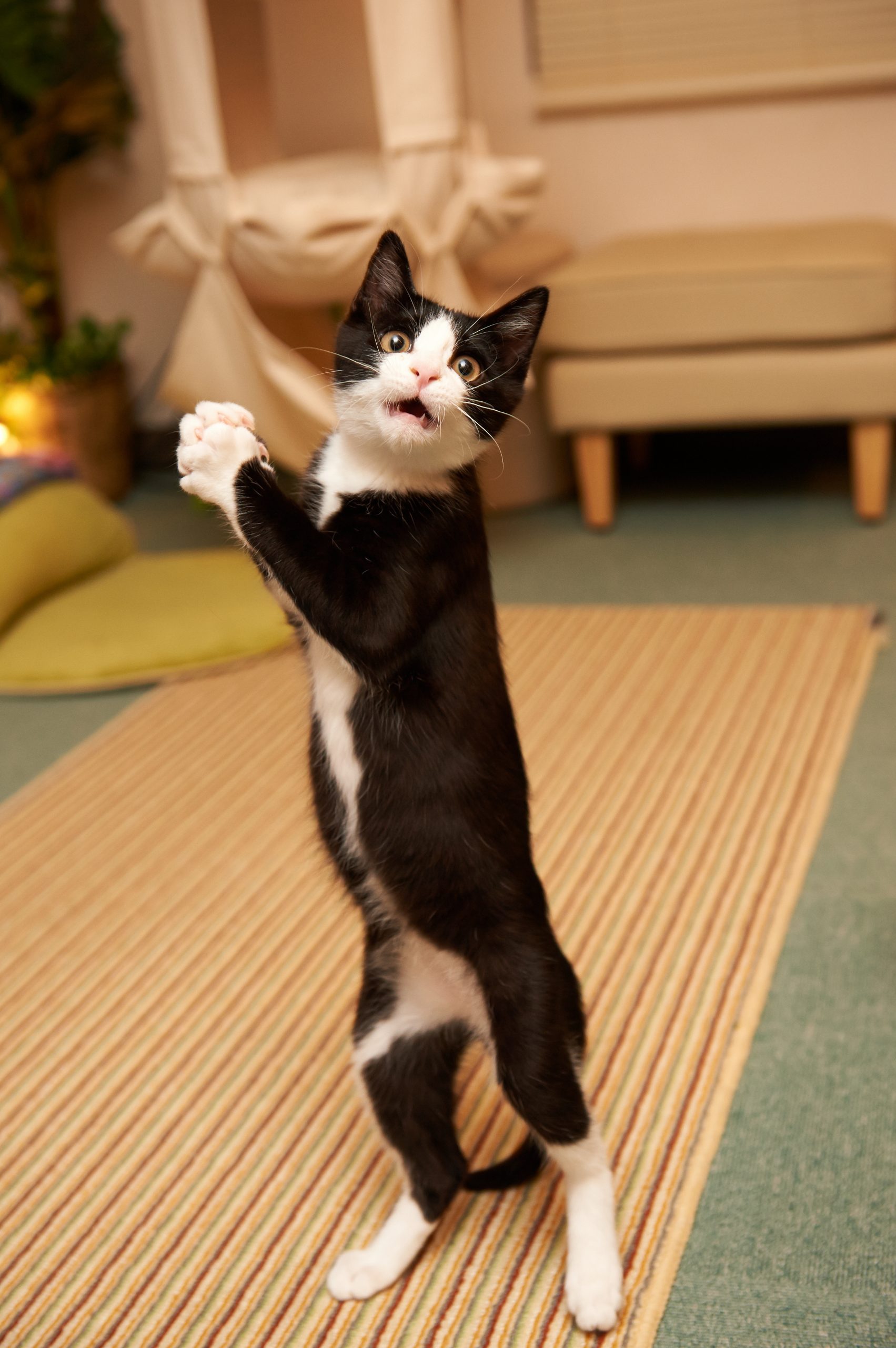 young domestic cat standing like dancing