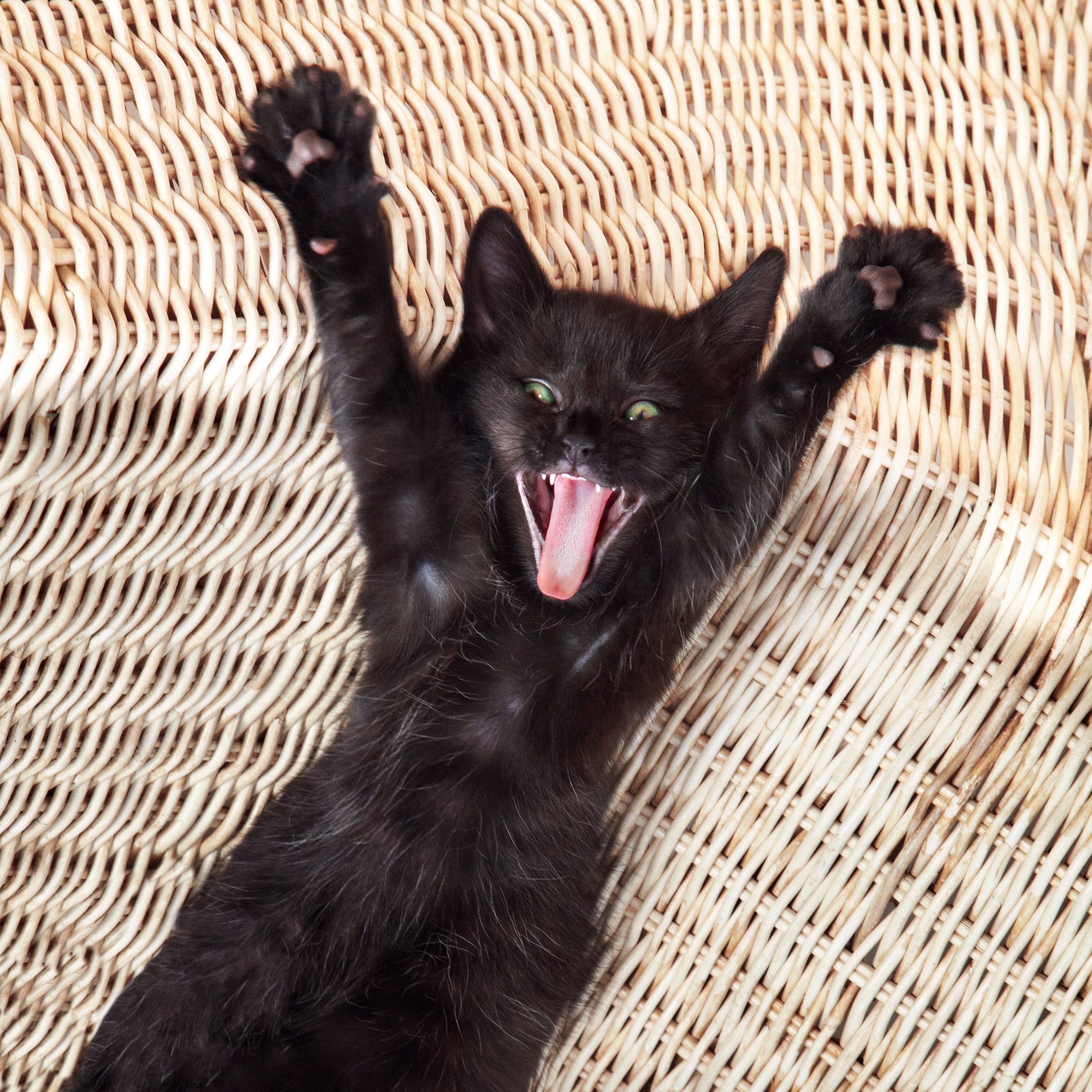Surprise Kitty, Cute Black Cat Screaming