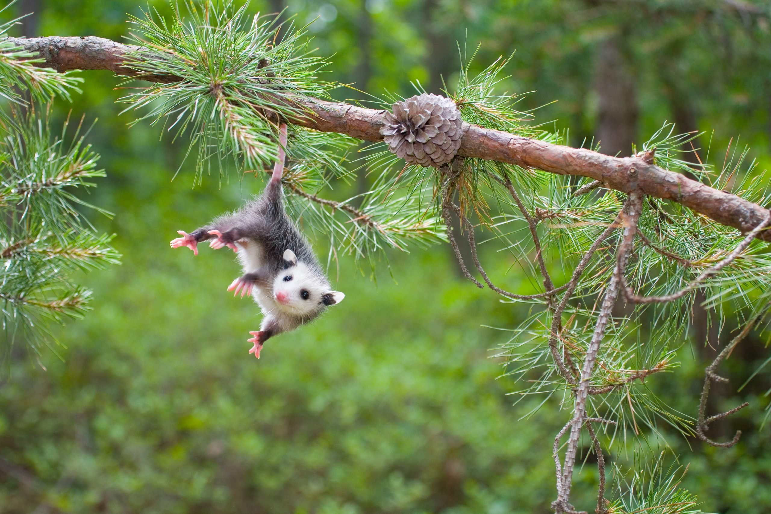 Baby Opossum, Pine Barrens, New Jersey