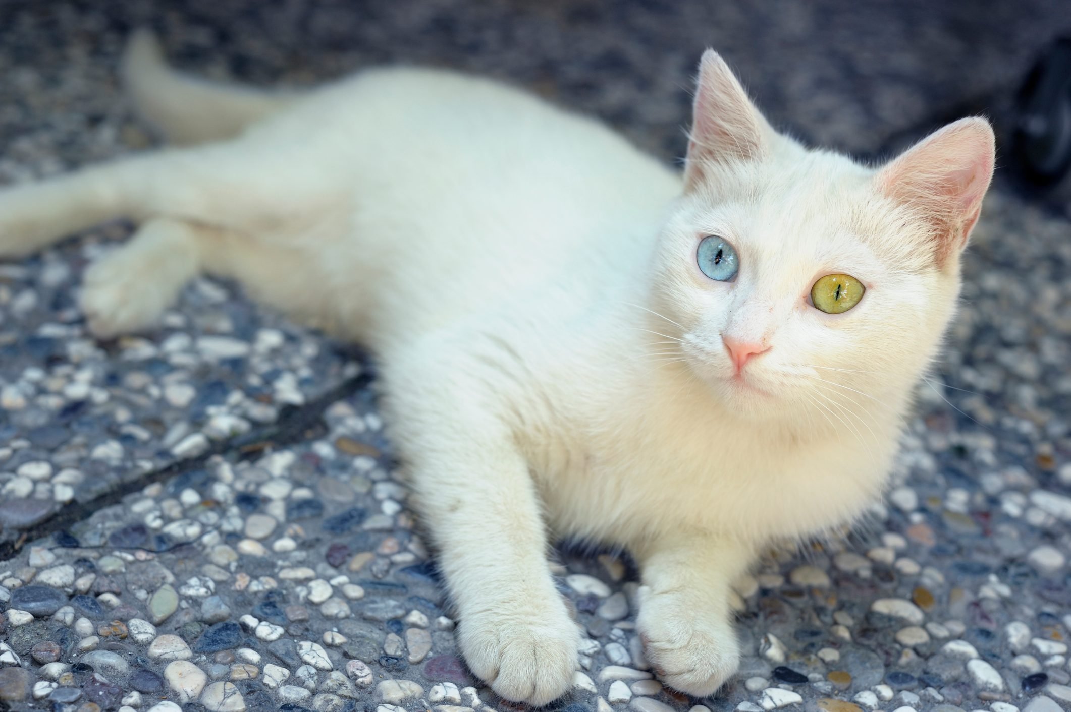 adopt a pet com blog 13 cutest cat breeds with pictures terbaru