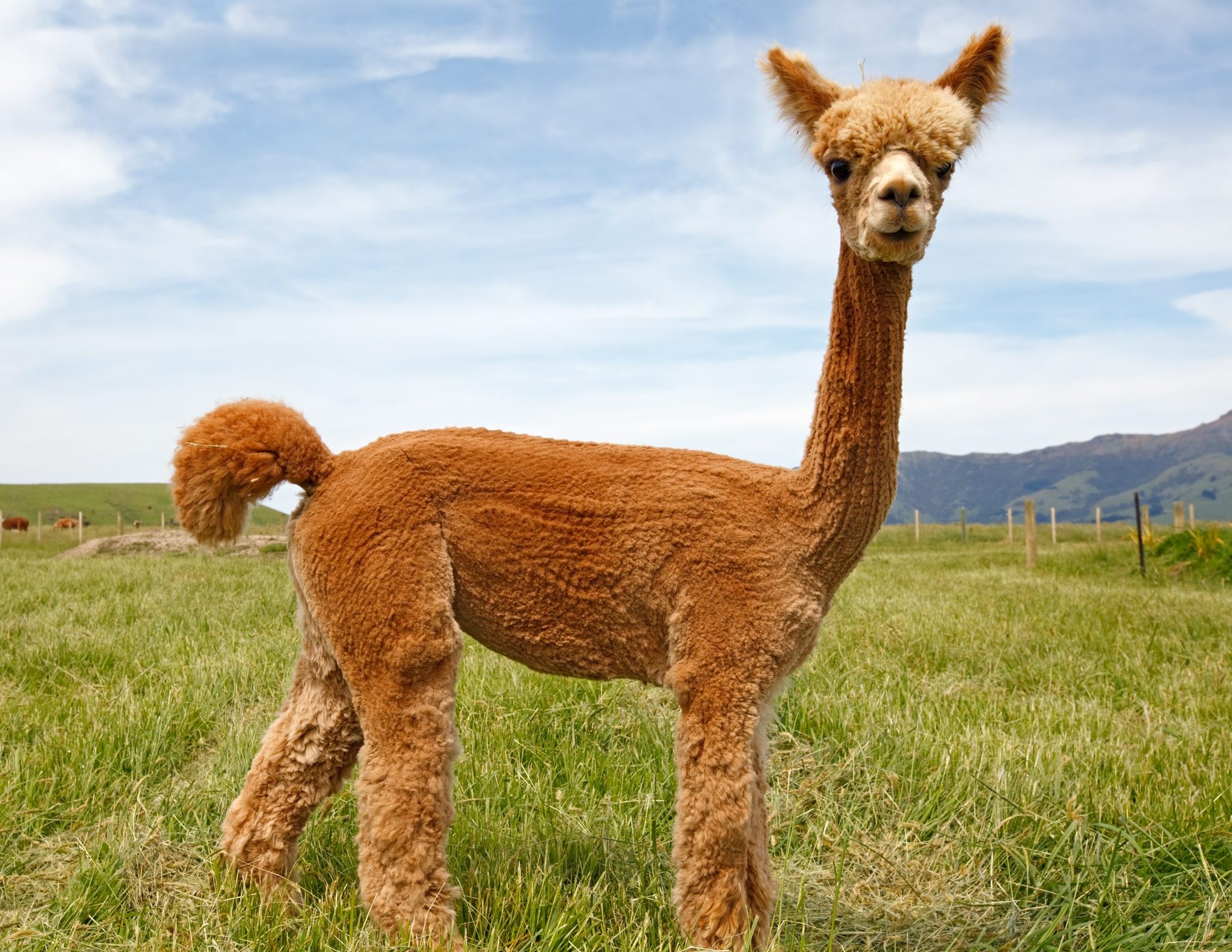 40 Adorable Alpaca Photos To Make You Smile Readers Digest