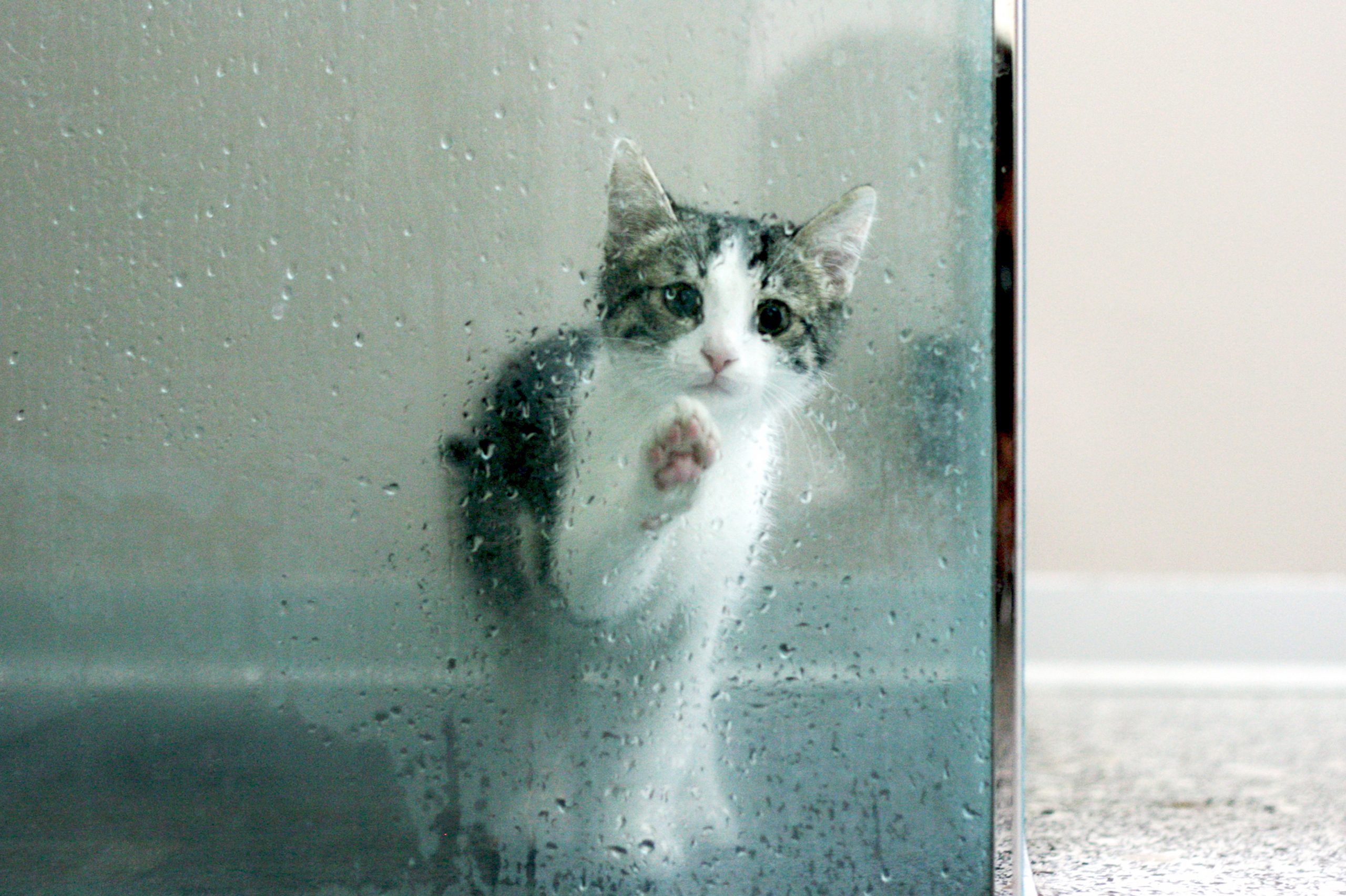 Sad Kitten behind glass shower full of water drops