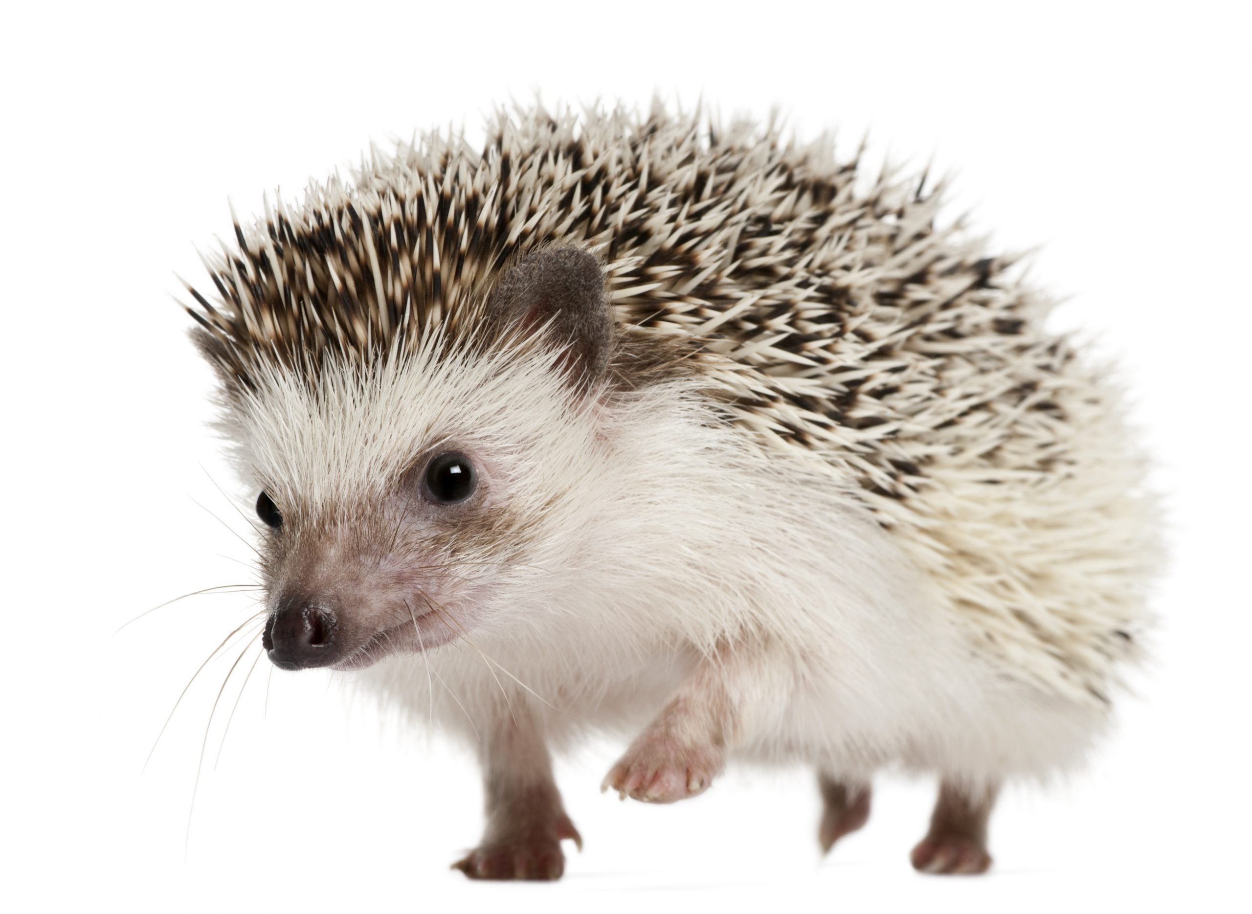 Walking Four-toed Hedgehog, Atelerix albiventris, 2 years old