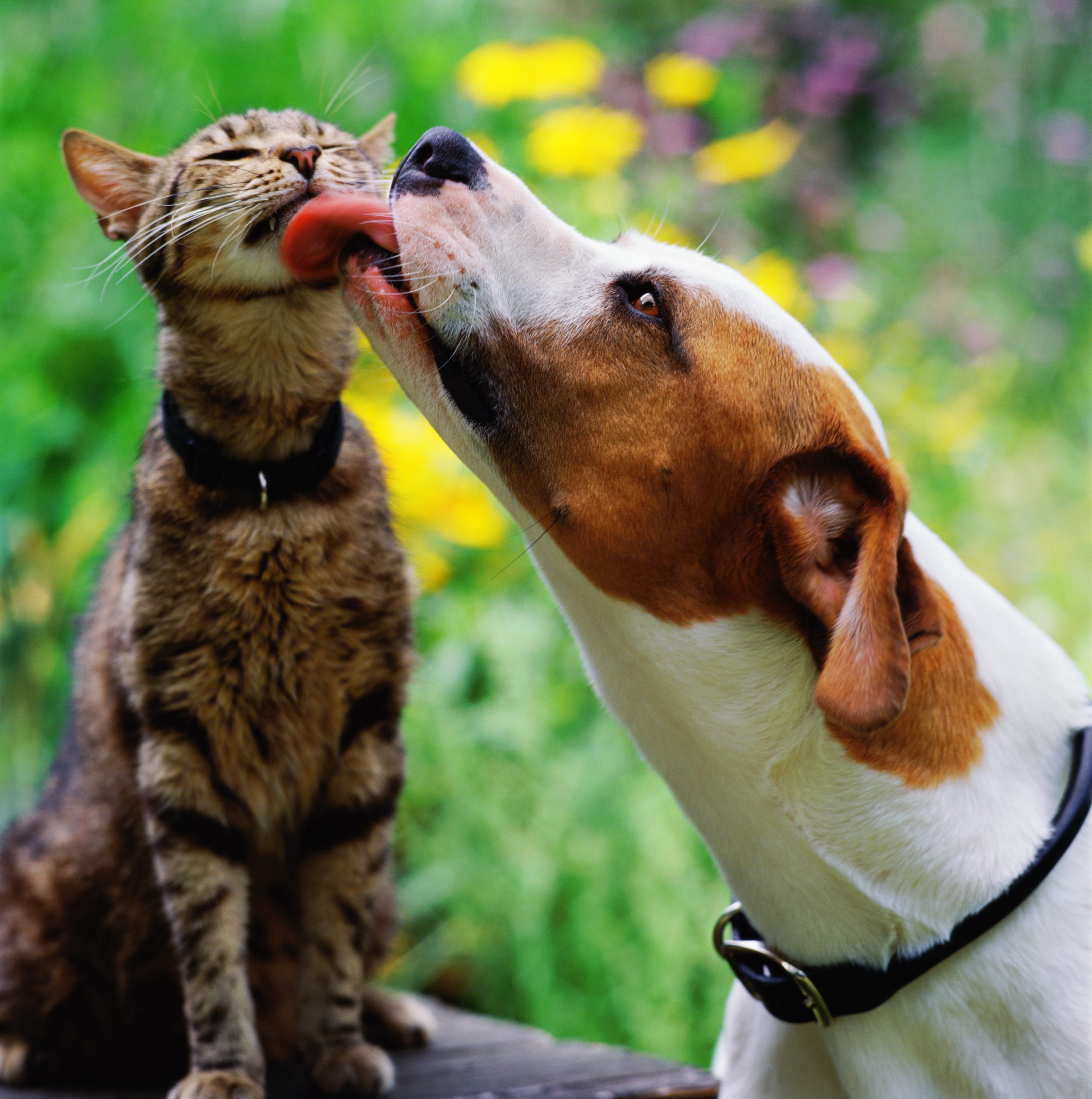 Brown and white dog licking tabby cat