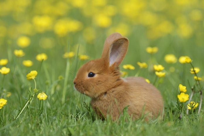 Baby rabbit in meadow