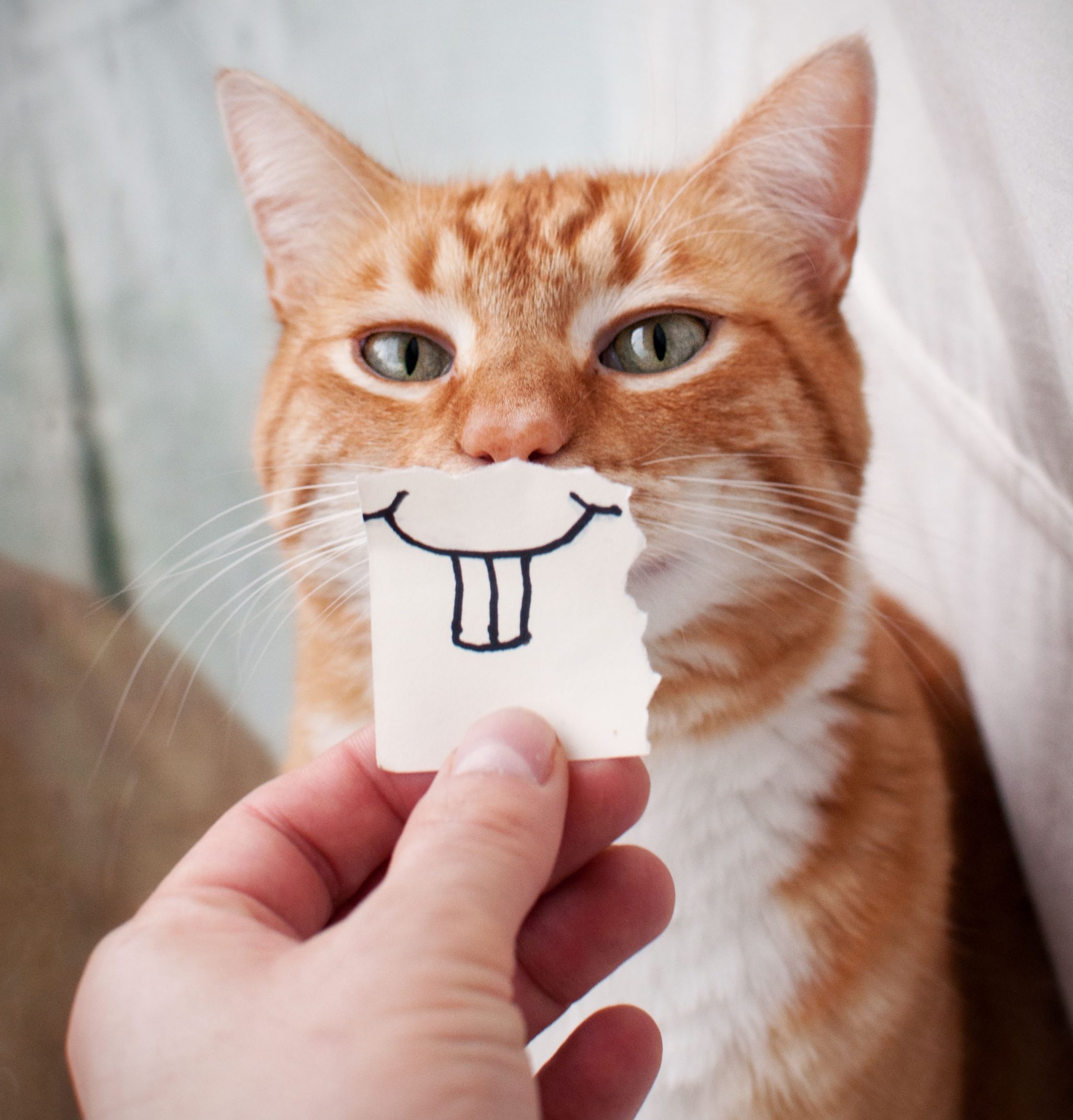Orange Cat face