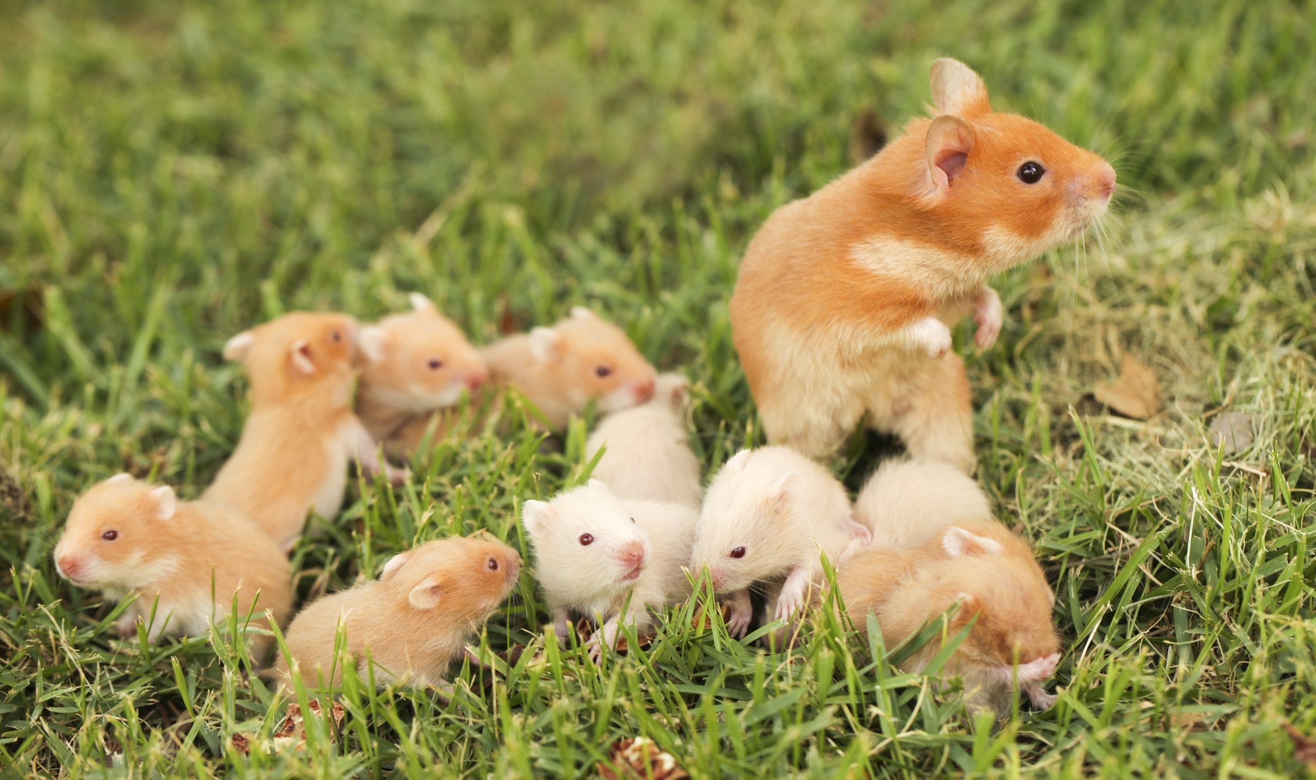 Golden hamster with young