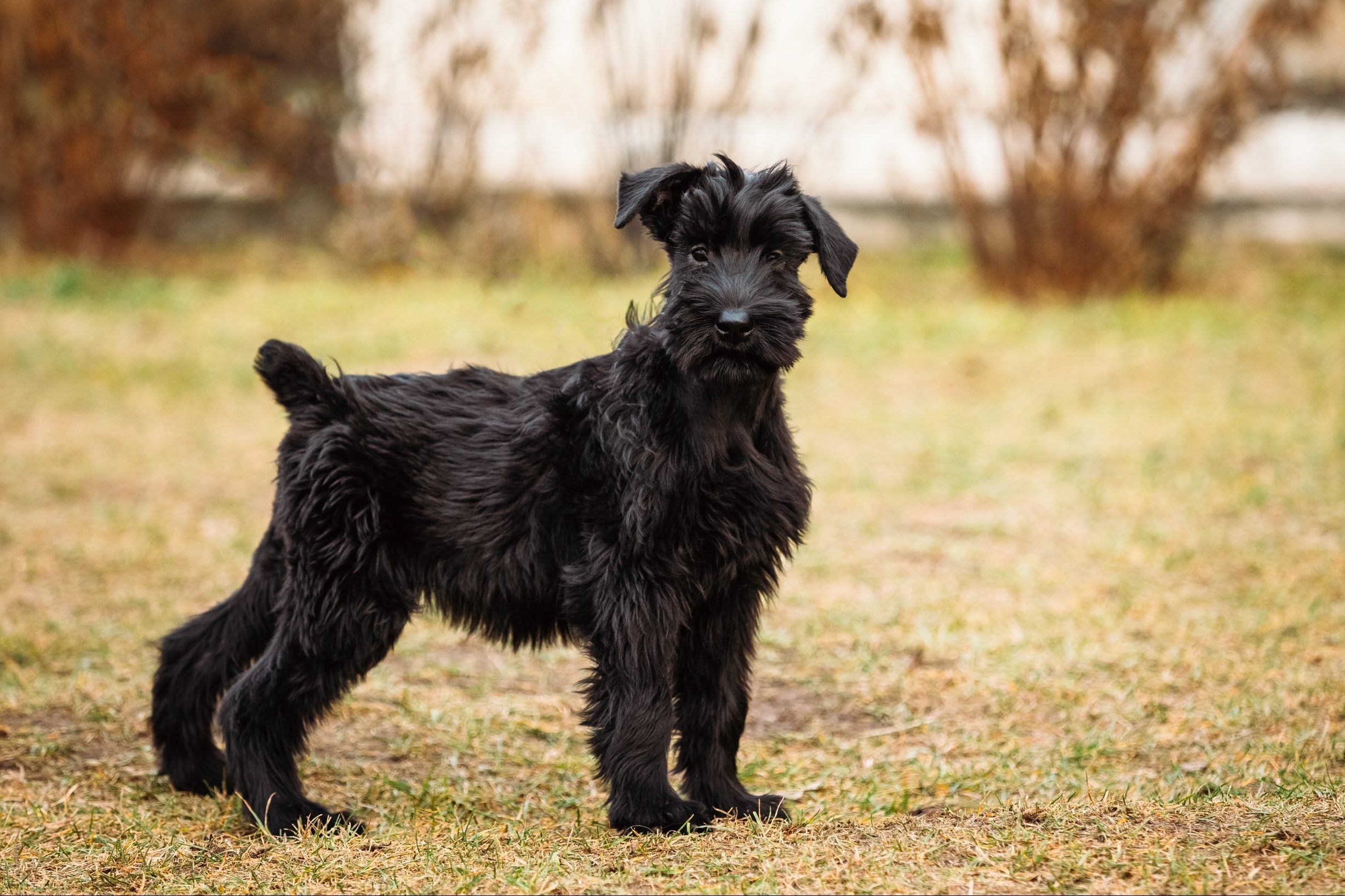 The Cutest Black Dog Breeds to Adopt in 2021 | Reader's Digest