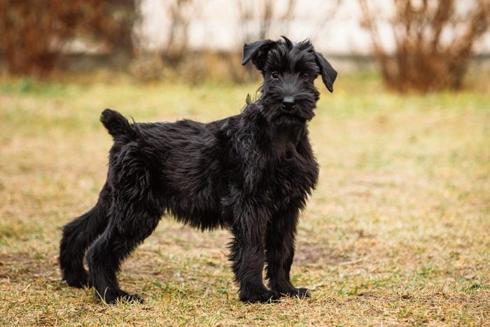 Black puppy of Giant Schnauzer dog