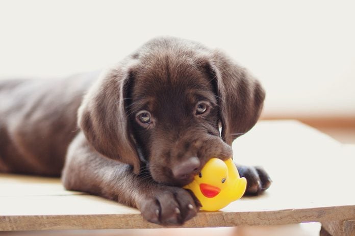 Chocolate Labrador Retriever playing with yellow duck toy