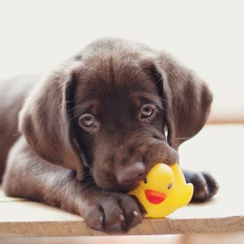 Chocolate Labrador Retriever playing with yellow duck toy