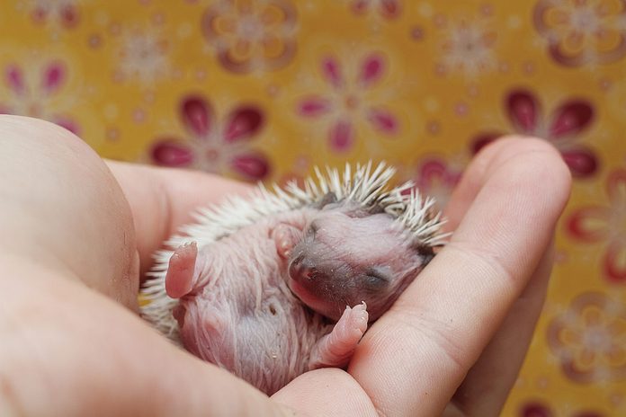 young woman holds sleeping baby african pygmy hedgehog