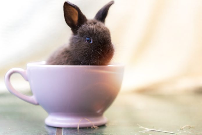Baby Rabbit in teacup