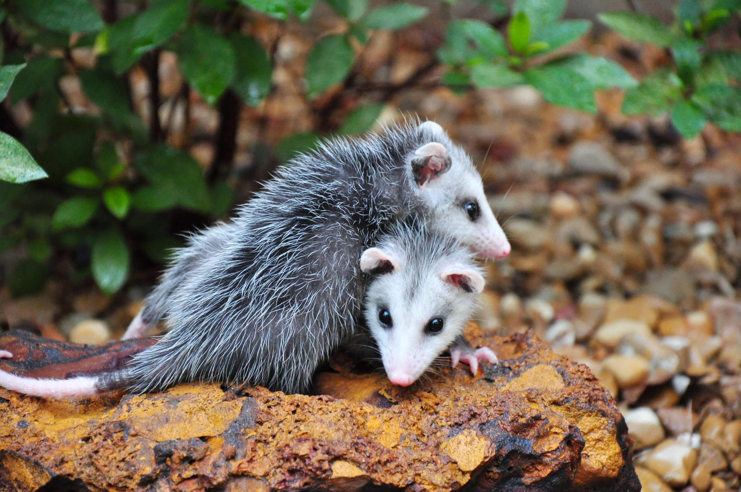 Possum babies
