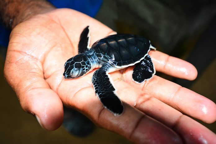 Small Sea Turtle On Hand In Kosgoda, Sri Lanka