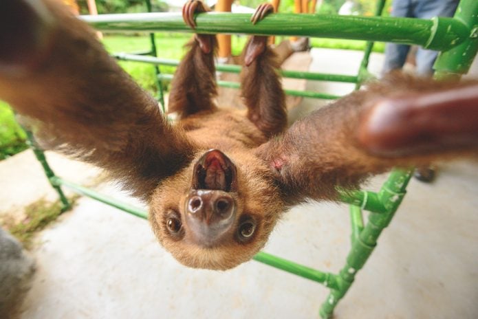 Sloth Selfie