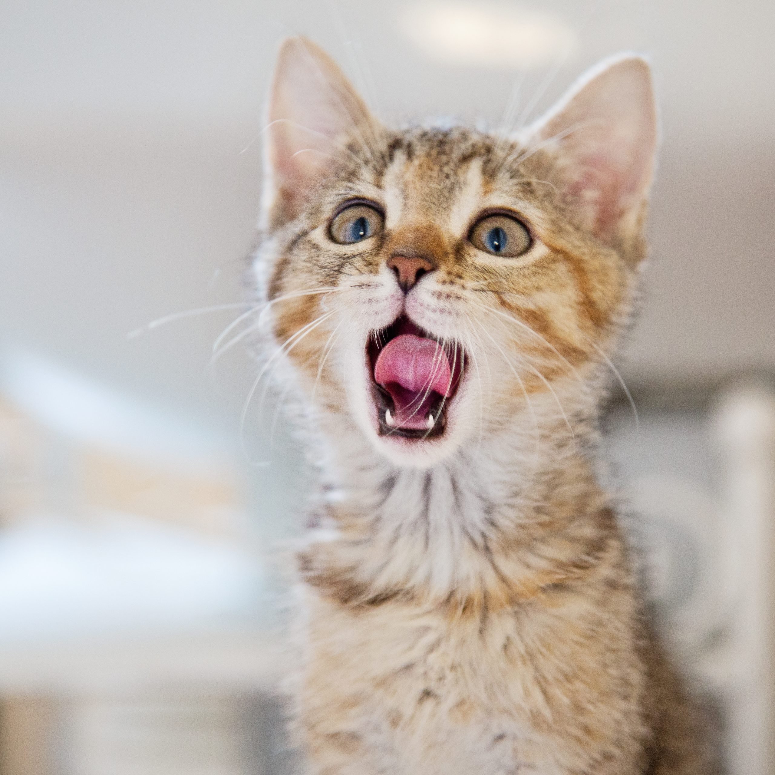 Kitten Yawning