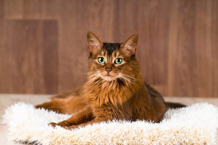 Somali cat portrait on fluffy bed