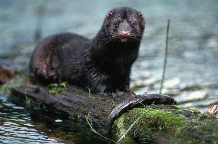 American Mink Eating Trout