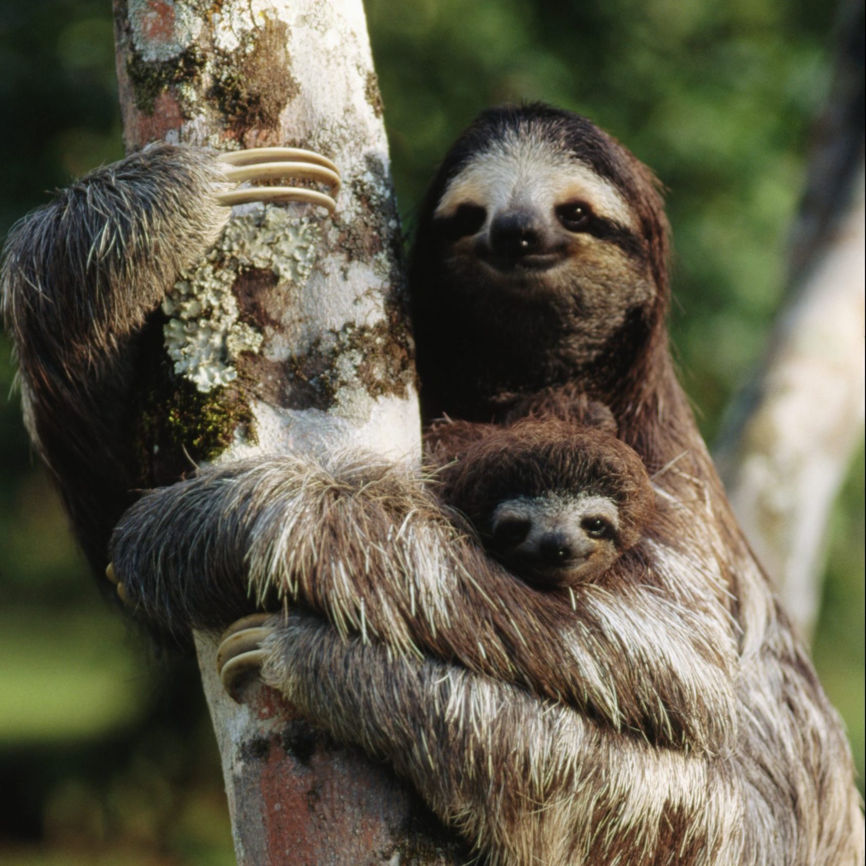 Three-Toed Tree Sloth With Young