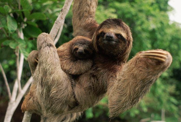 Three-Toed Tree Sloth With Young