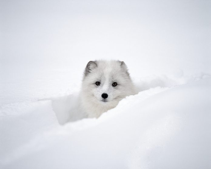 Arctic Fox Peeking Out of Snow