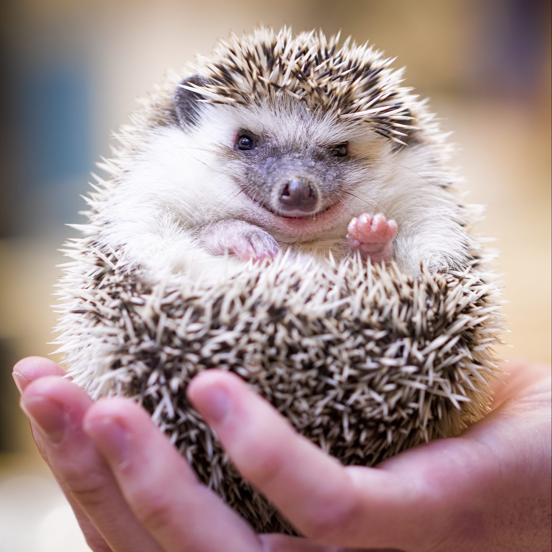 Smiling Hedgehog