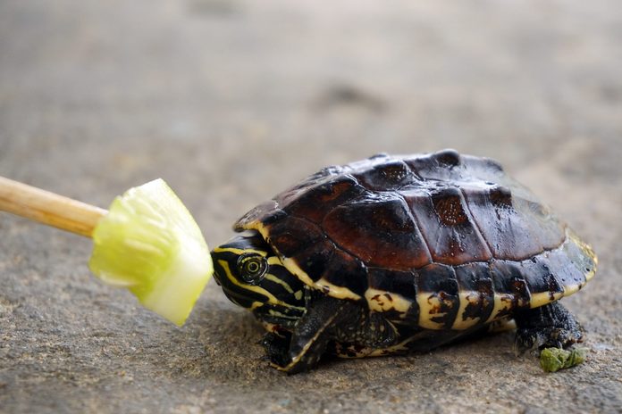 Feeding cucumber to baby turtle
