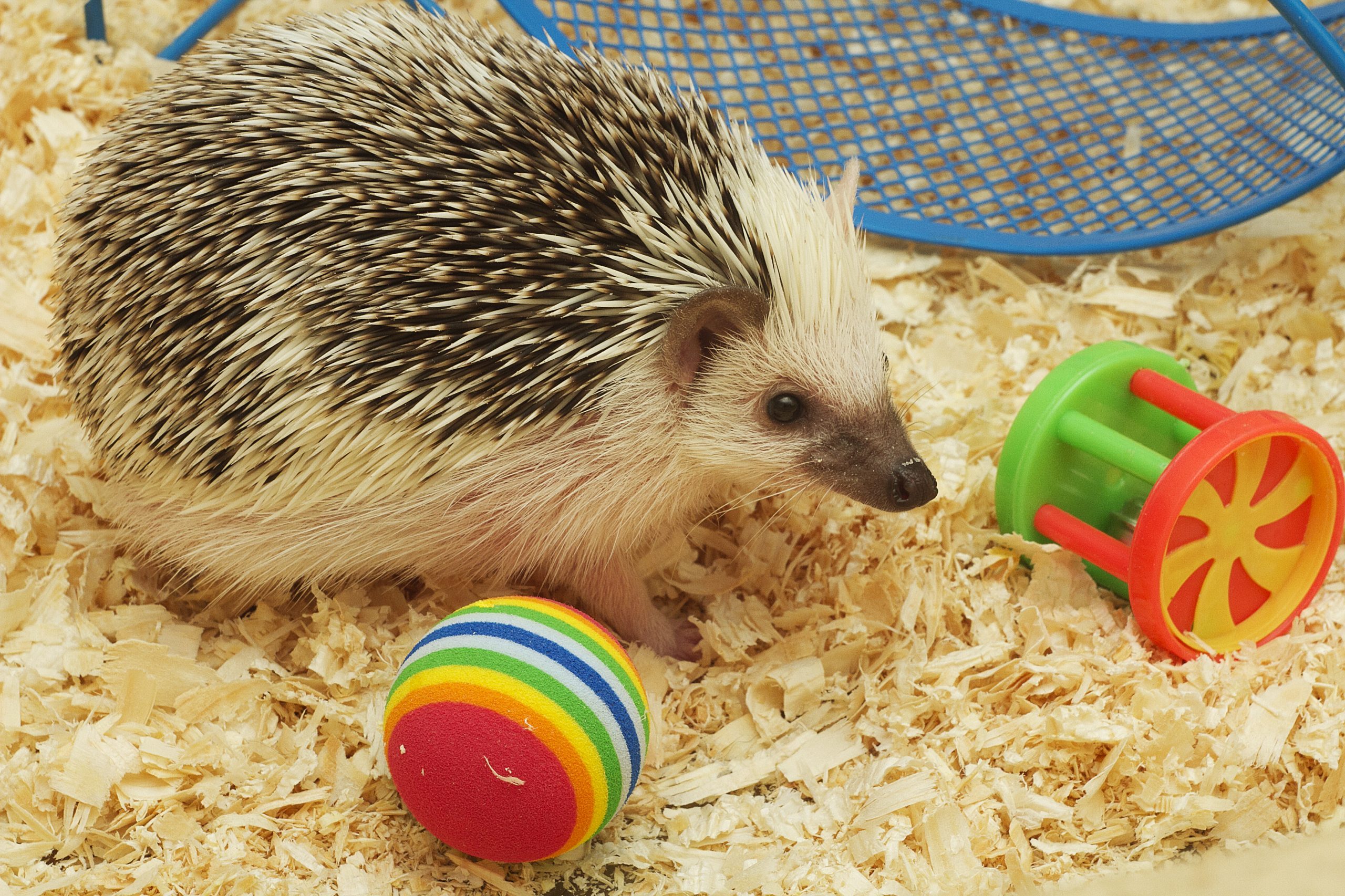 cute and fun hedgehog baby with breeding facility background