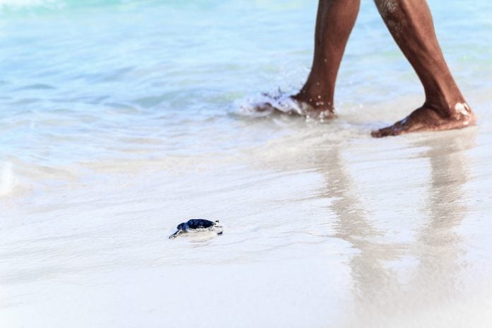 Newborn Turtle is Entering the Sea Accompanied by Person