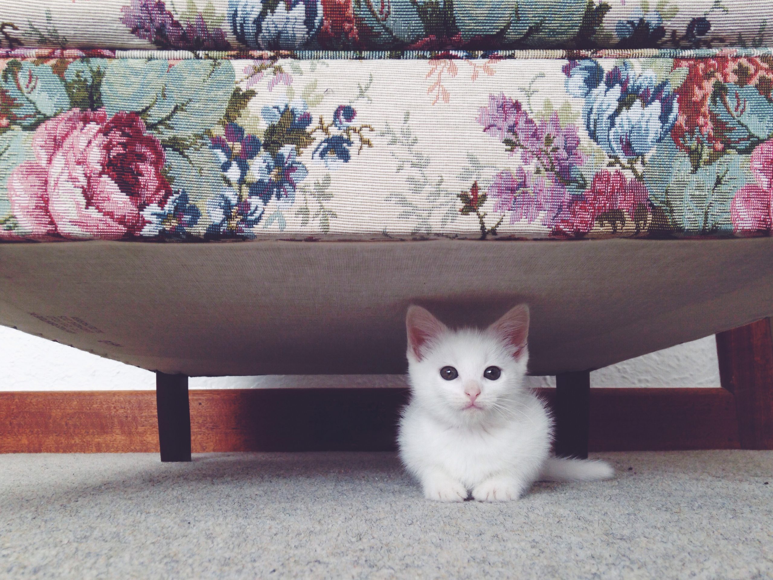 Small white kitten hiding beneath a floral couch