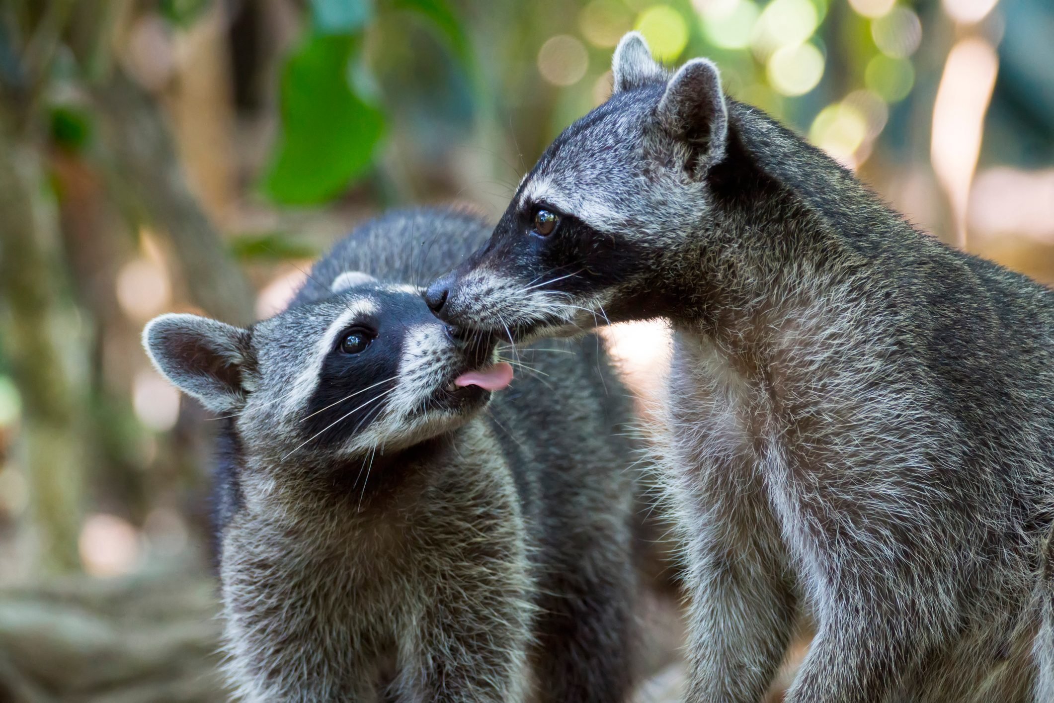 Two kissing racoons (Procyon lotor)