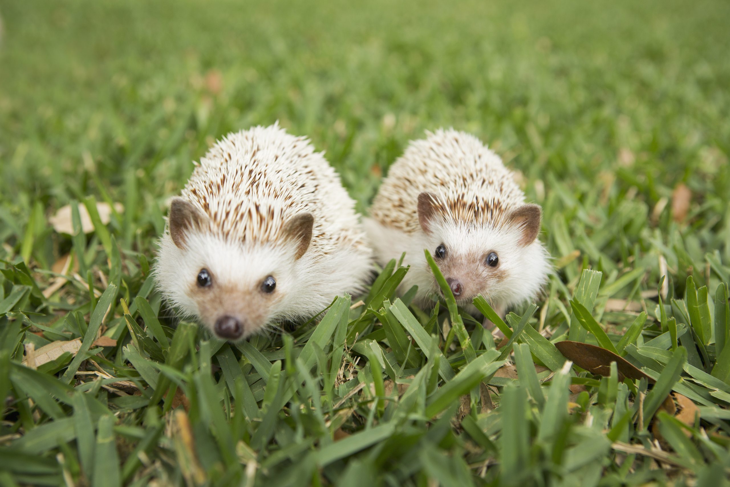 Two hedgehogs on the grass.