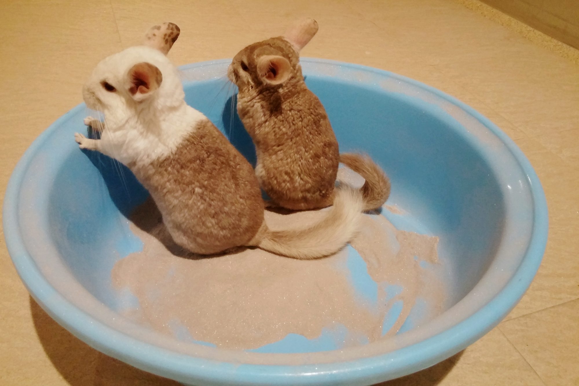 High Angle View Of Chinchillas In Tub At Home