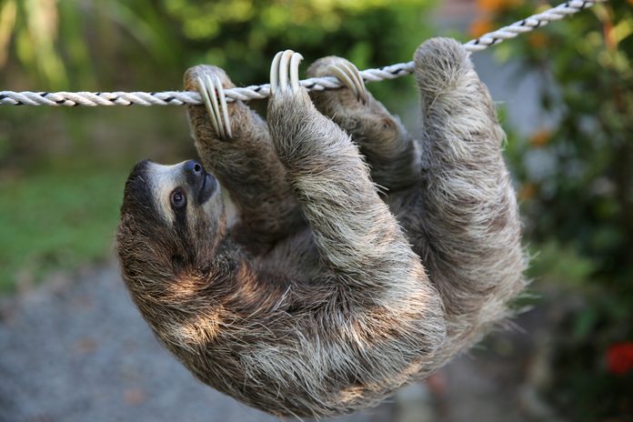 Cute Sloth Climbing On Rope