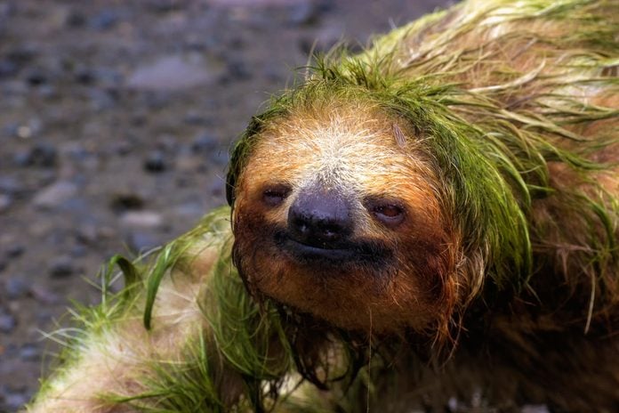 Sloth Portrait