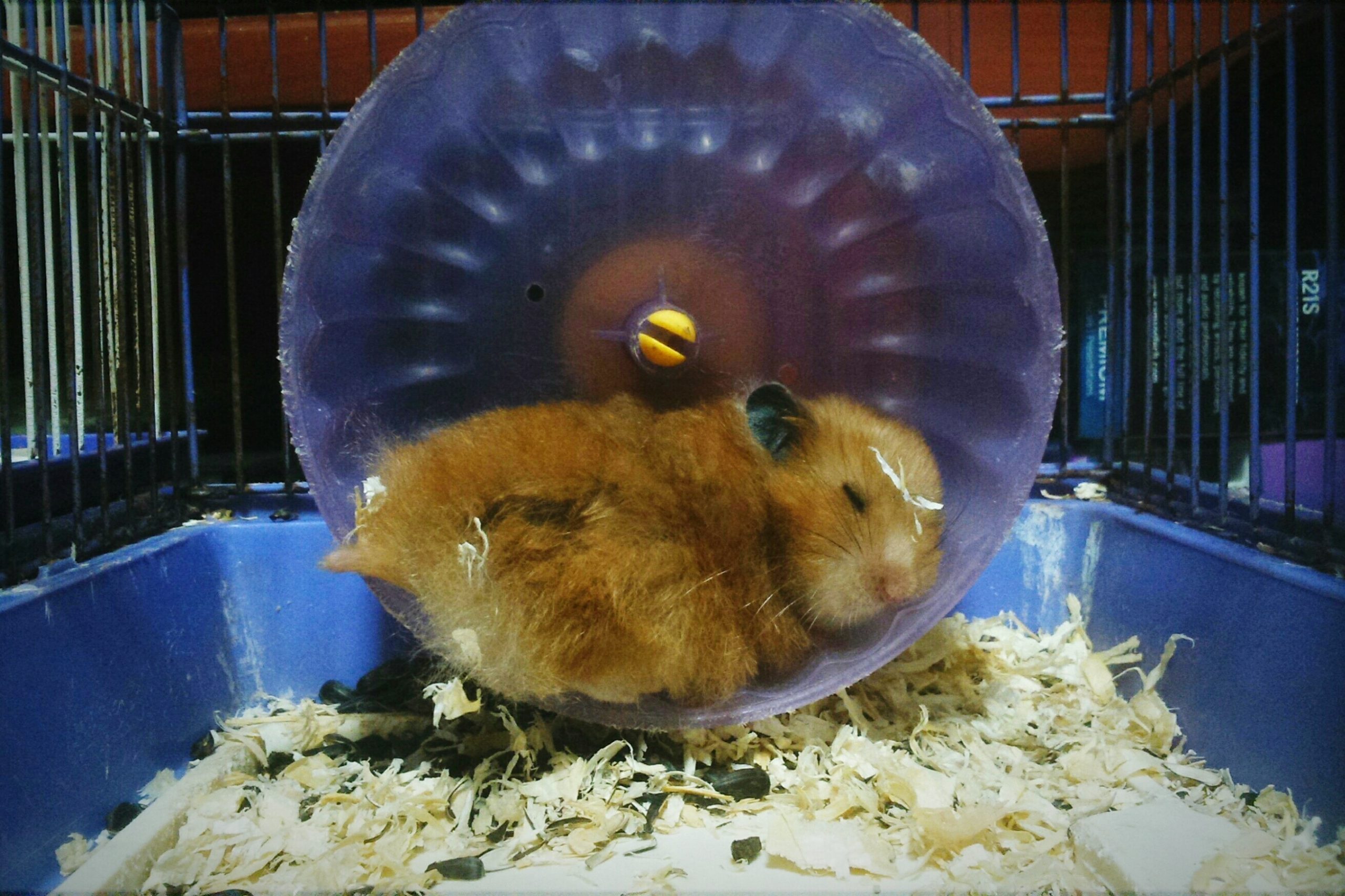 Hamster Sleeping In Cage