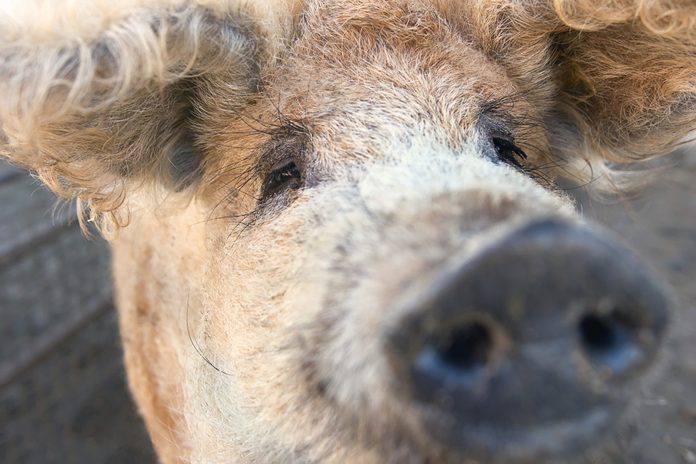 woolly pig - Mangalitza Curly haired mangalica pig