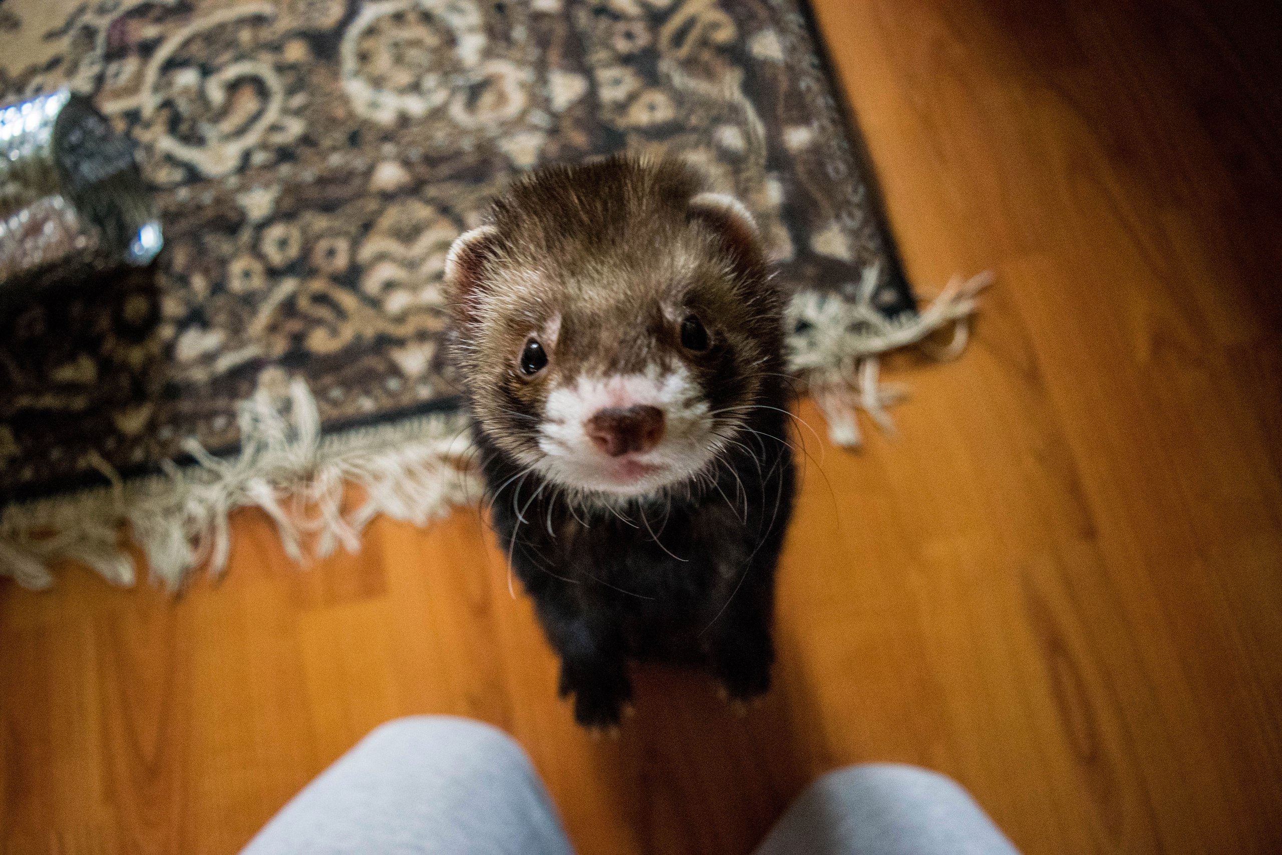 High Angle View Of Ferret Rearing Up At Home