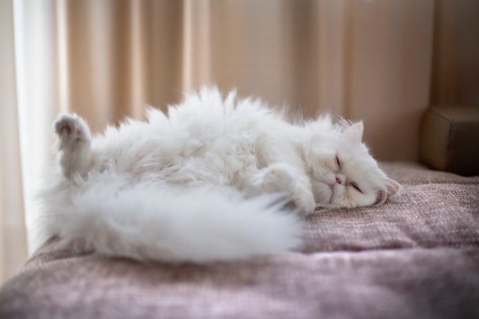 White Persian Cat lying on back
