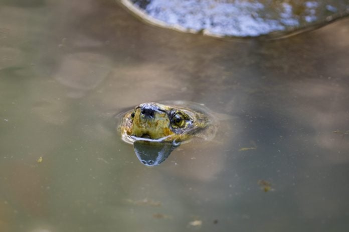 Image of a mud turtle head on water. Amphibians animals.