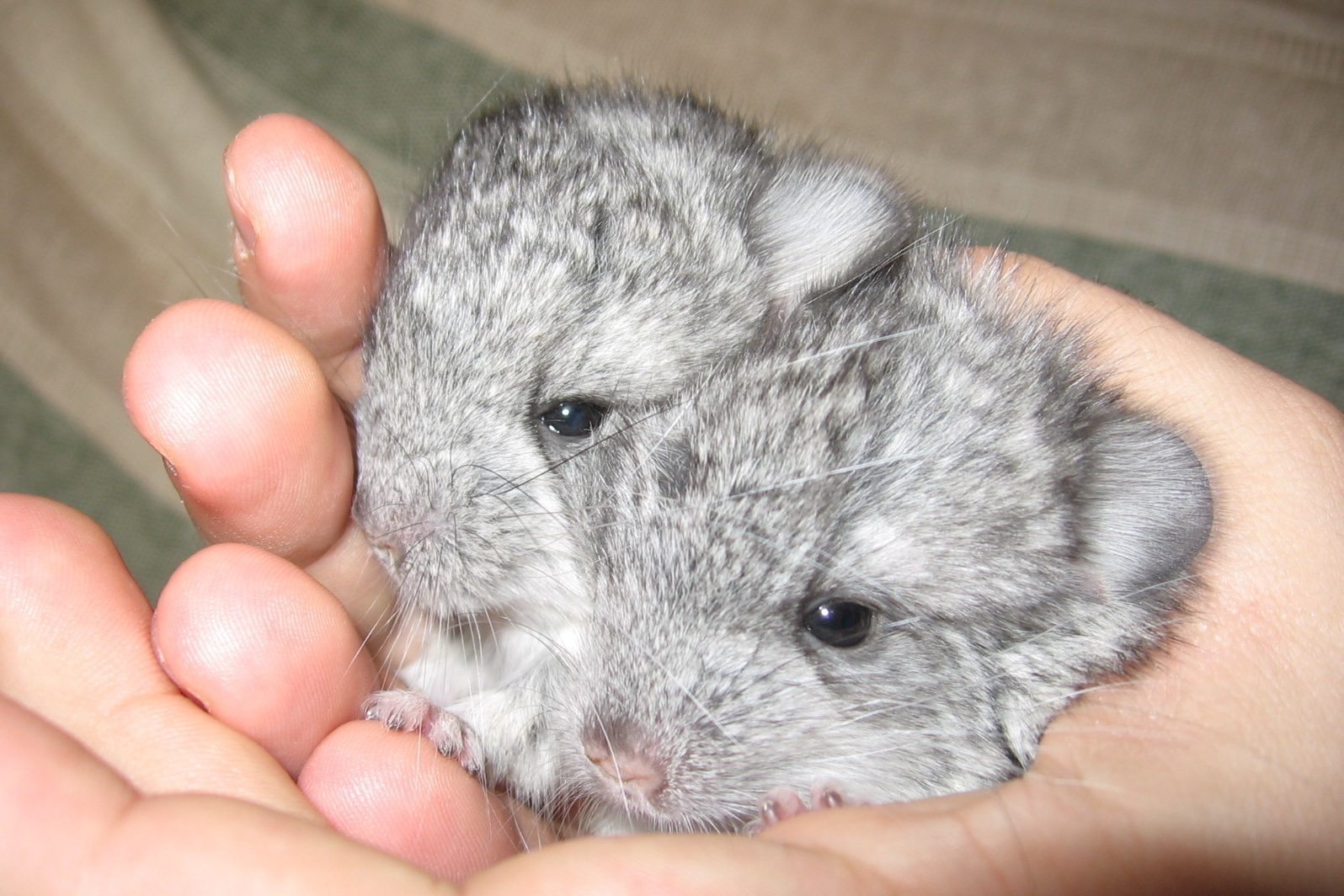 Cropped Image Of Owner Hand Holding Young Chinchillas