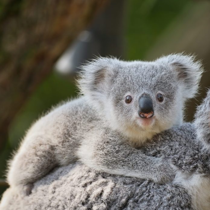young koala